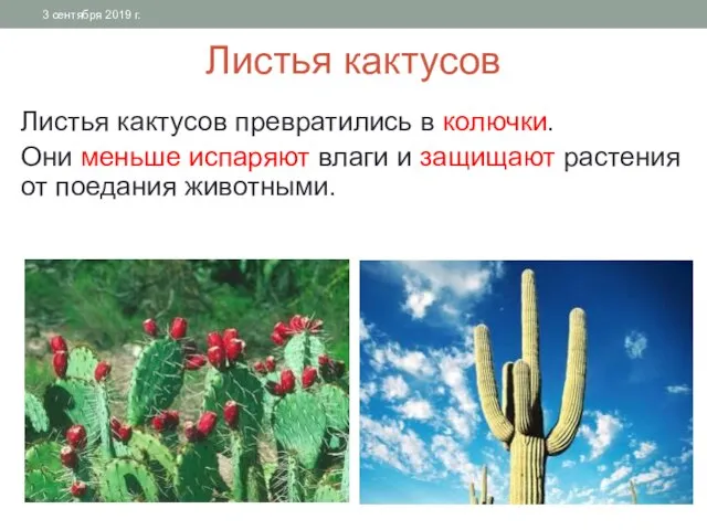 Листья кактусов Листья кактусов превратились в колючки. Они меньше испаряют влаги и