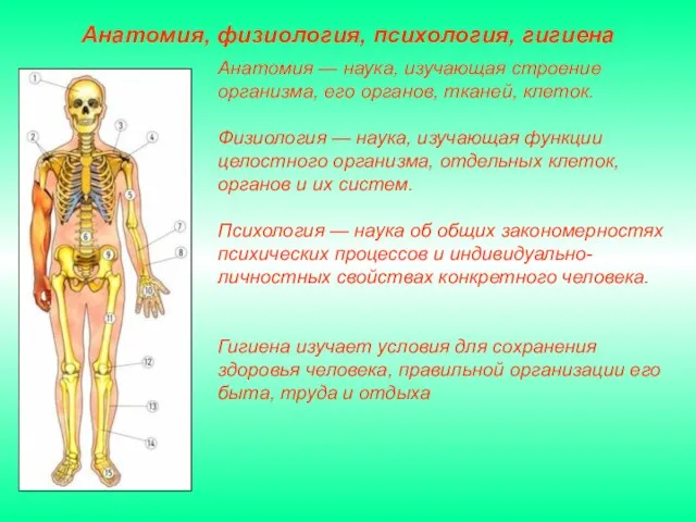 Анатомия — наука, изучающая строение организма, его органов, тканей, клеток. Физиология —