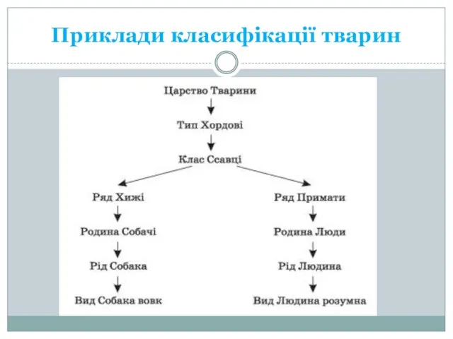 Приклади класифікації тварин