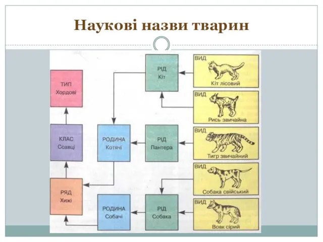 Наукові назви тварин