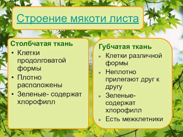 Строение мякоти листа Столбчатая ткань Клетки продолговатой формы Плотно расположены Зеленые- содержат