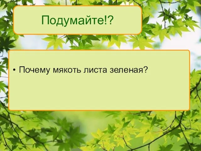 Подумайте!? Почему мякоть листа зеленая?