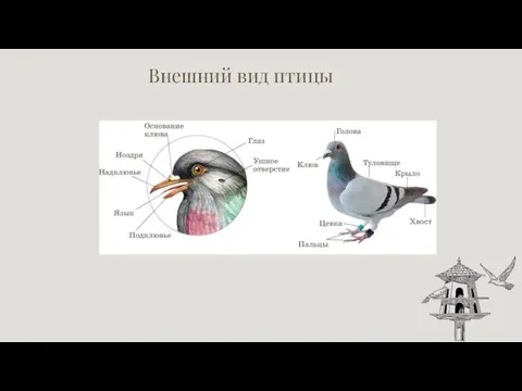 Внешний вид птицы