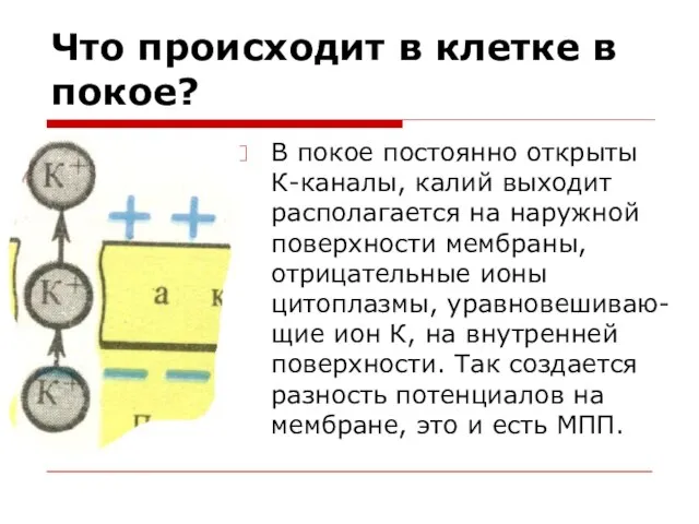 Что происходит в клетке в покое? В покое постоянно открыты К-каналы, калий