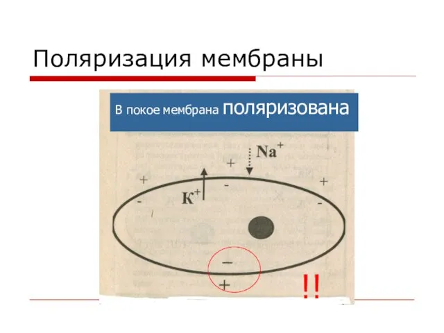 Поляризация мембраны !! В покое мембрана поляризована