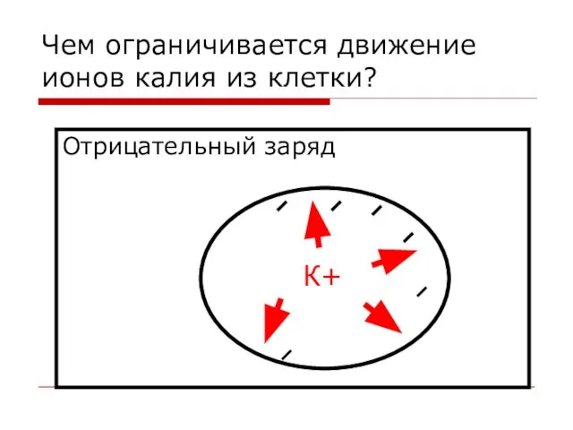 Чем ограничивается движение ионов калия из клетки? Отрицательный заряд К+