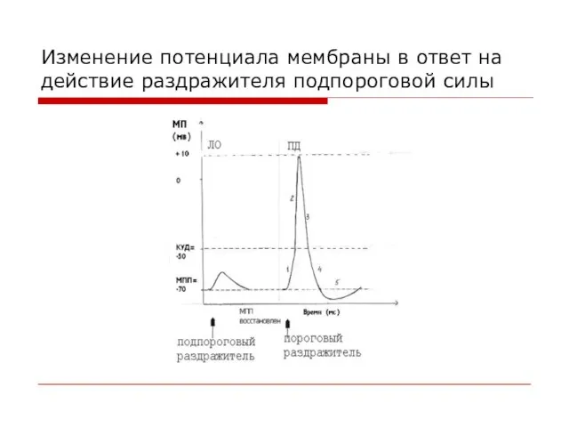 Изменение потенциала мембраны в ответ на действие раздражителя подпороговой силы