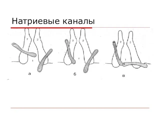 Натриевые каналы