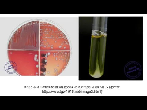 Колонии Pasleurella на кровяном агаре и на МПБ (фото: http://www.tgw1916.net/image3.html)