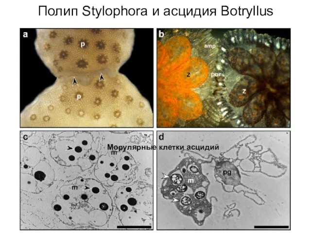 Полип Stylophora и асцидия Botryllus Морулярные клетки асцидий