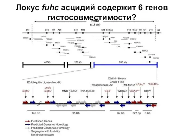 Локус fuhc асцидий содержит 6 генов гистосовместимости?