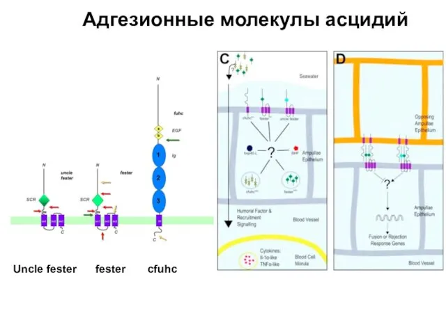 Uncle fester fester сfuhc Адгезионные молекулы асцидий