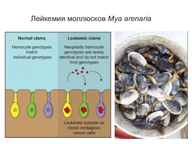 Лейкемия моллюсков Mya arenaria