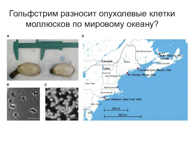 Гольфстрим разносит опухолевые клетки моллюсков по мировому океану?