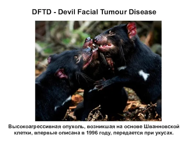 DFTD - Devil Facial Tumour Disease Высокоагрессивная опухоль, возникшая на основе Шванновской
