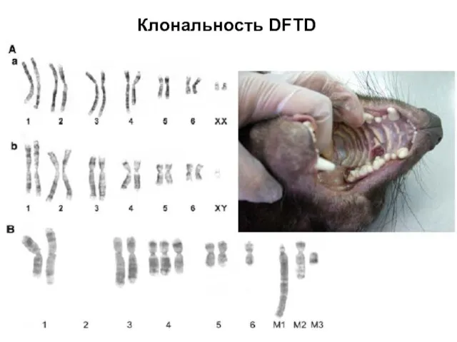 Клональность DFTD