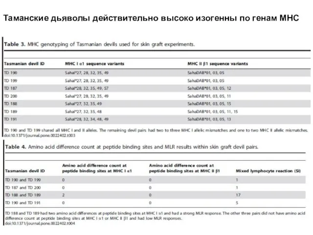 Таманские дьяволы действительно высоко изогенны по генам МНС