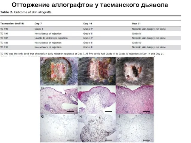 Отторжение аллографтов у тасманского дьявола