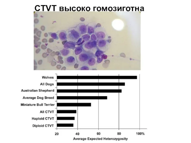 CTVT высоко гомозиготна