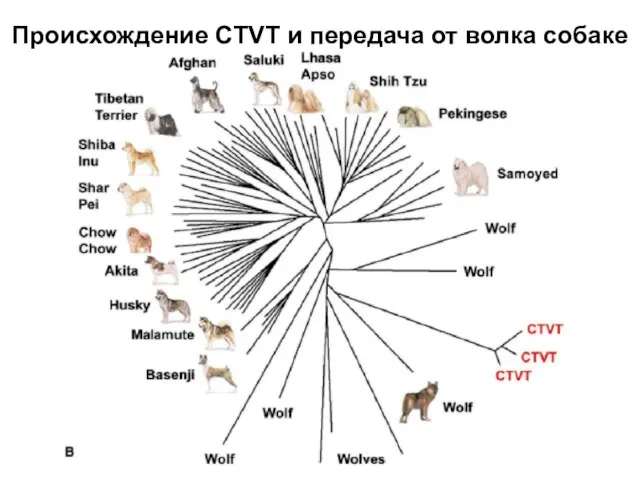 Происхождение CTVT и передача от волка собаке
