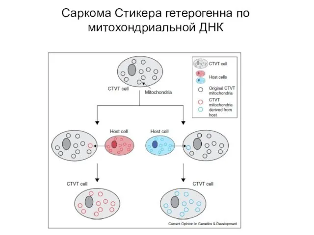 Саркома Стикера гетерогенна по митохондриальной ДНК