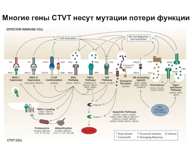 Многие гены CTVT несут мутации потери функции