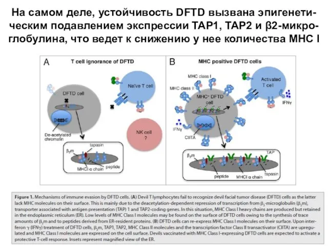 На самом деле, устойчивость DFTD вызвана эпигенети-ческим подавлением экспрессии TAP1, TAP2 и