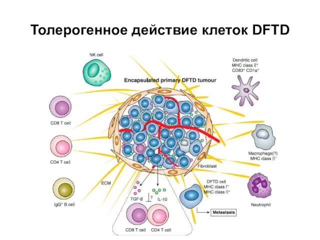 Толерогенное действие клеток DFTD