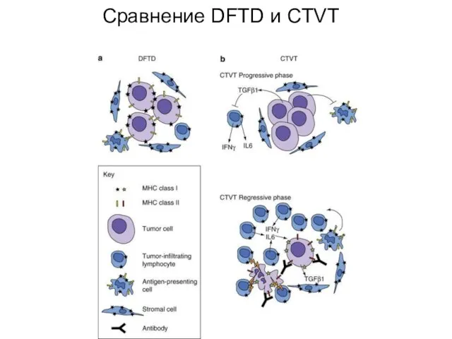 Сравнение DFTD и CTVT