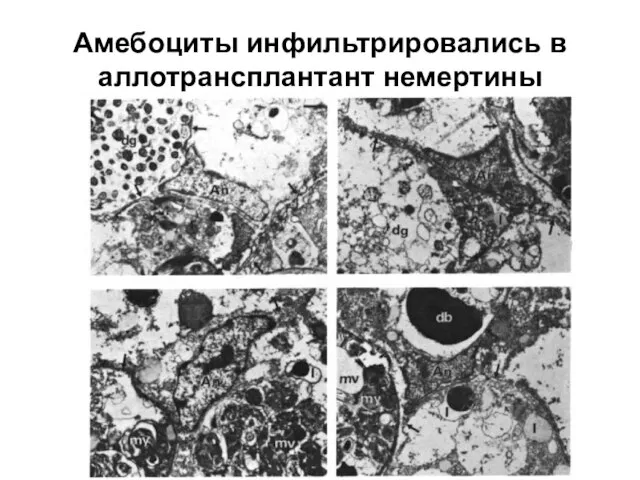 Амебоциты инфильтрировались в аллотрансплантант немертины