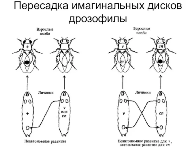 Пересадка имагинальных дисков дрозофилы