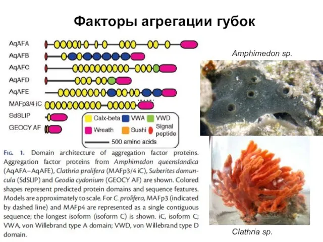 Факторы агрегации губок Amphimedon sp. Clathria sp.