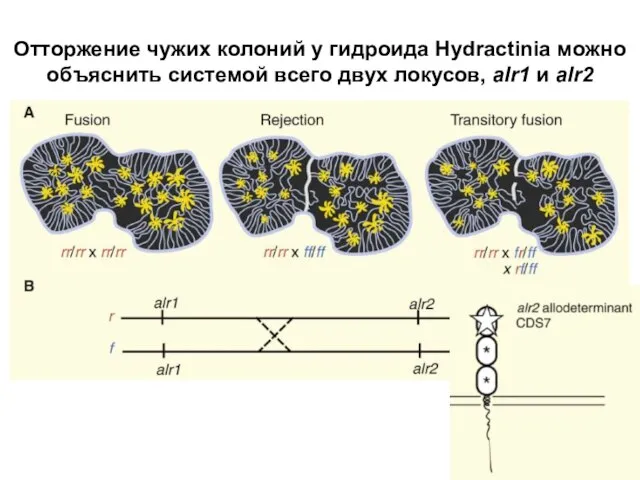 Отторжение чужих колоний у гидроида Hydractinia можно объяснить системой всего двух локусов, alr1 и alr2