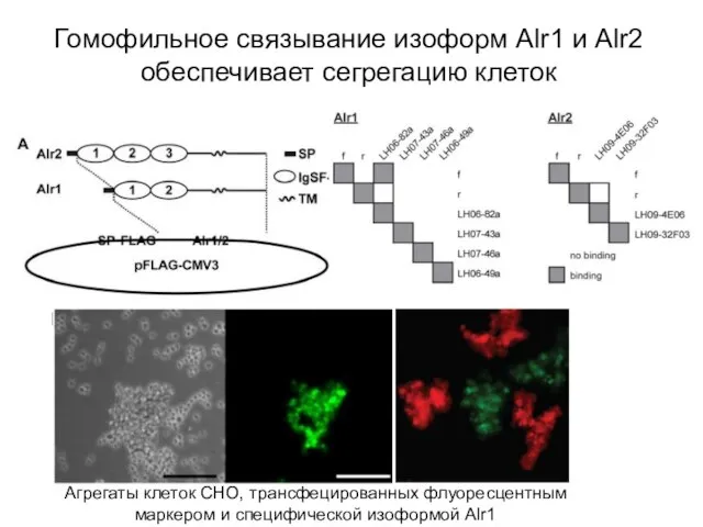 Гомофильное связывание изоформ Alr1 и Alr2 обеспечивает сегрегацию клеток Агрегаты клеток СНО,