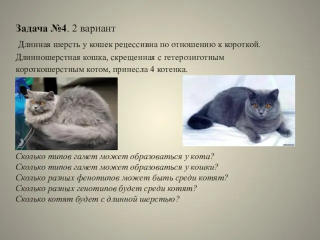 Задача №4. 2 вариант Длинная шерсть у кошек рецессивна по отношению к