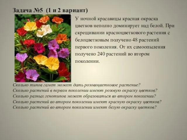 Задача №5 (1 и 2 вариант) У ночной красавицы красная окраска цветков