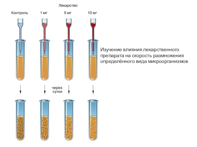 Изучение влияния лекарственного препарата на скорость размножения определённого вида микроорганизмов