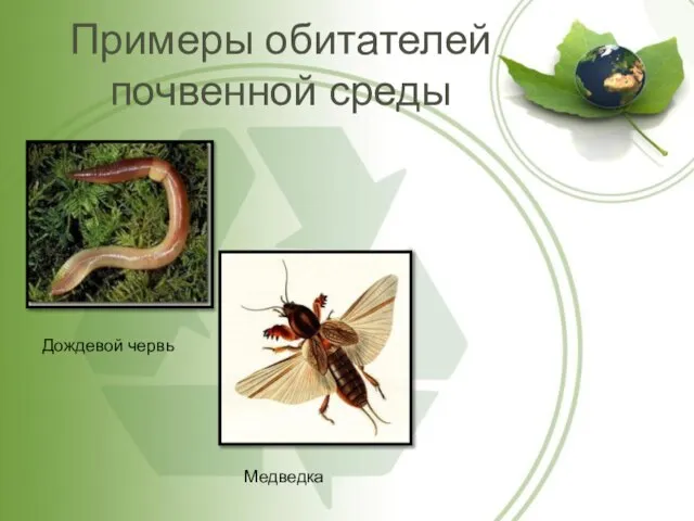 Примеры обитателей почвенной среды Дождевой червь Медведка