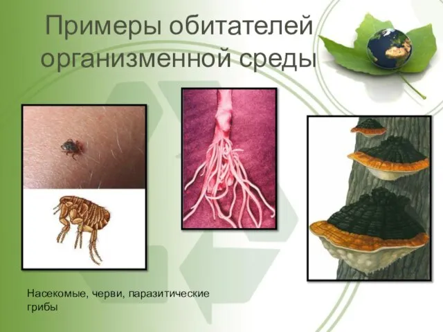Примеры обитателей организменной среды Насекомые, черви, паразитические грибы