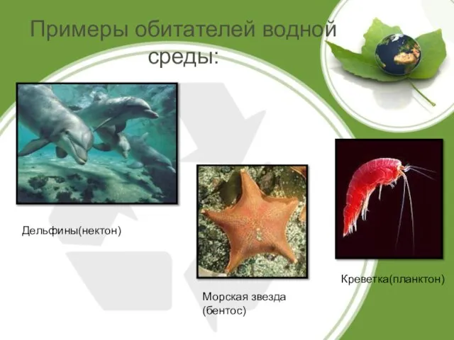 Примеры обитателей водной среды: Дельфины(нектон) Морская звезда(бентос) Креветка(планктон)