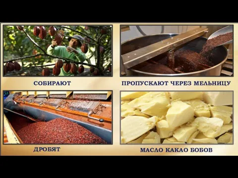 СОБИРАЮТ ДРОБЯТ ПРОПУСКАЮТ ЧЕРЕЗ МЕЛЬНИЦУ МАСЛО КАКАО БОБОВ