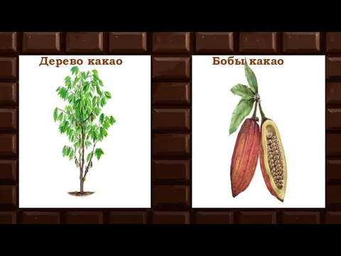 Дерево какао Бобы какао
