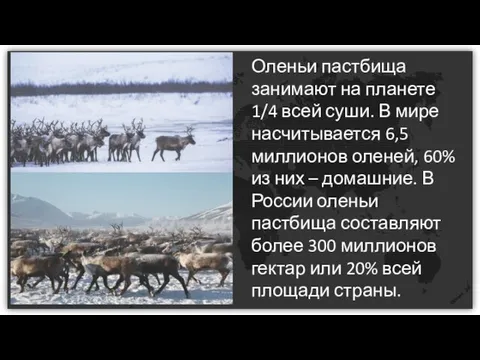 Оленьи пастбища занимают на планете 1/4 всей суши. В мире насчитывается 6,5