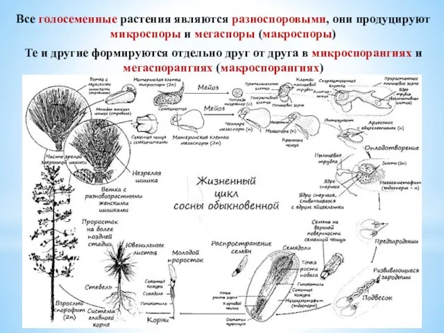 Все голосеменные растения являются разноспоровыми, они продуцируют микроспоры и мегаспоры (макроспоры) Те