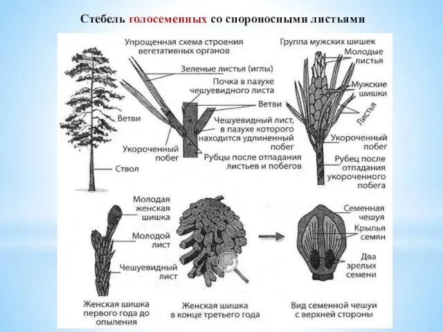 Стебель голосеменных со спороносными листьями