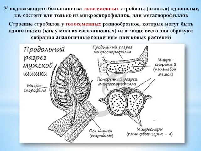 У подавляющего большинства голосеменных стробилы (шишки) однополые, т.е. состоят или только из