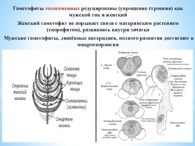 Гаметофиты голосеменных редуцированы (упрощение строения) как мужской так и женский Женский гаметофит