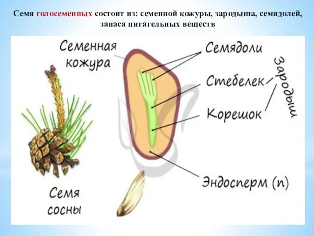 Семя голосеменных состоит из: семенной кожуры, зародыша, семядолей, запаса питательных веществ