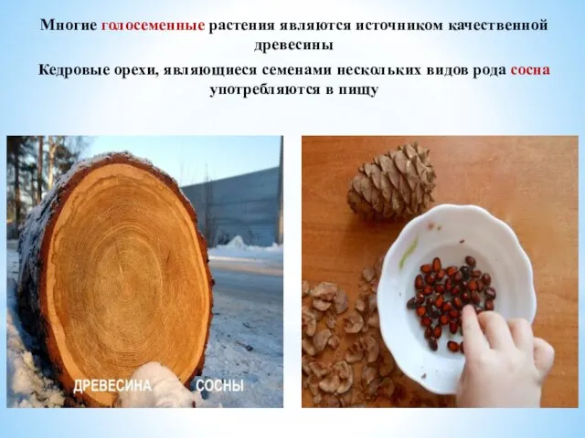Многие голосеменные растения являются источником качественной древесины Кедровые орехи, являющиеся семенами нескольких