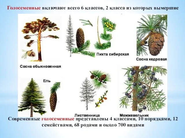 Голосеменные включают всего 6 классов, 2 класса из которых вымершие Современные голосеменные